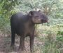Capturan tapir en peligro de extinción en ejido de Las Choapas; piden intervención de autoridades ambientales.