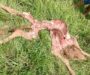 Reportan avistamiento de presunto felino en San Juan Volador